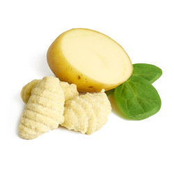 GONCCHI