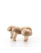 Hongos